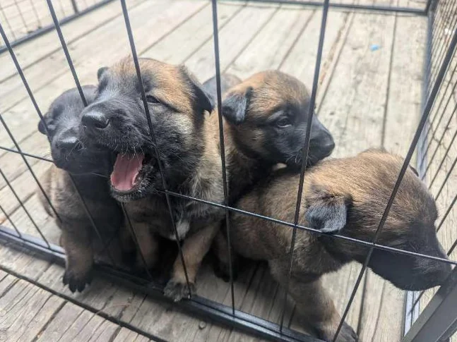 Berger belge Malinois chiots disponibles à l'adoption thumbnail 3