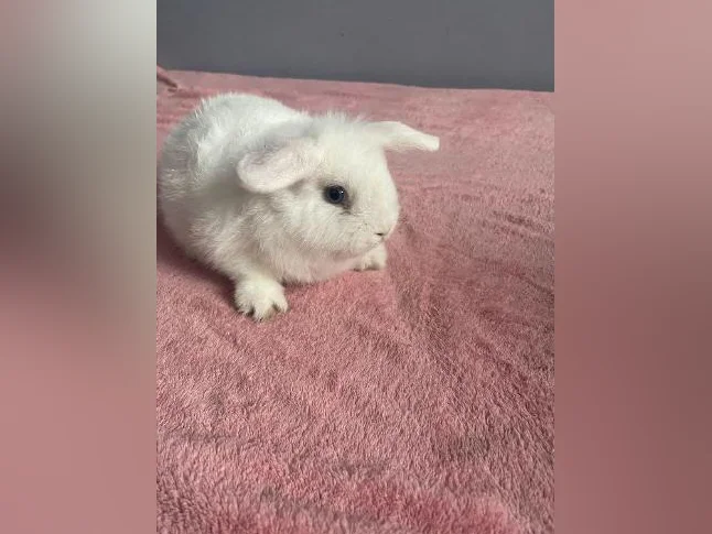 Bébé mâle lapin nain bélier de deux mois