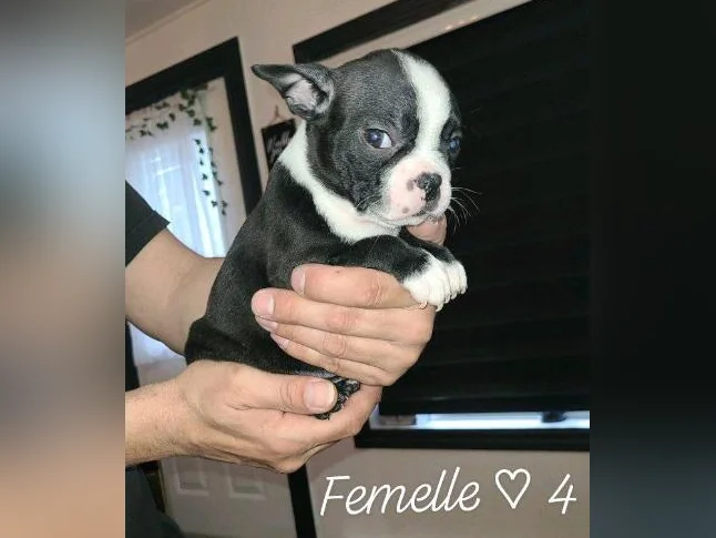 Frenchtons 9 Puppies  🐾  Réservations Disponibles 5🩷🐾4🩵 thumbnail 8