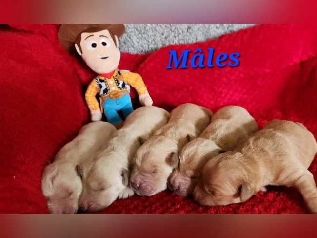 Chiot Golden retriever blond thumbnail 6