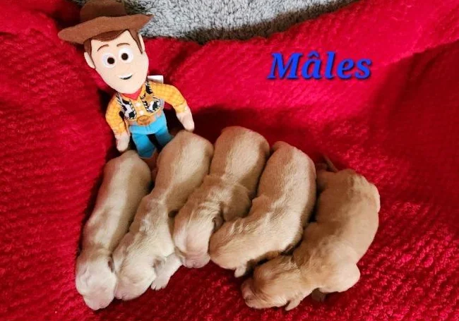 Chiot Golden retriever blond thumbnail 5
