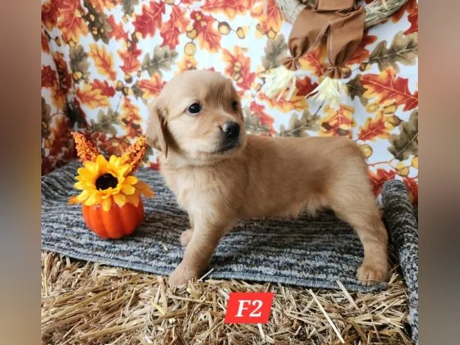 Chiot Golden retriever blond thumbnail 8