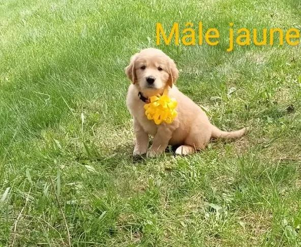 Chiot Golden retriever blond thumbnail 9