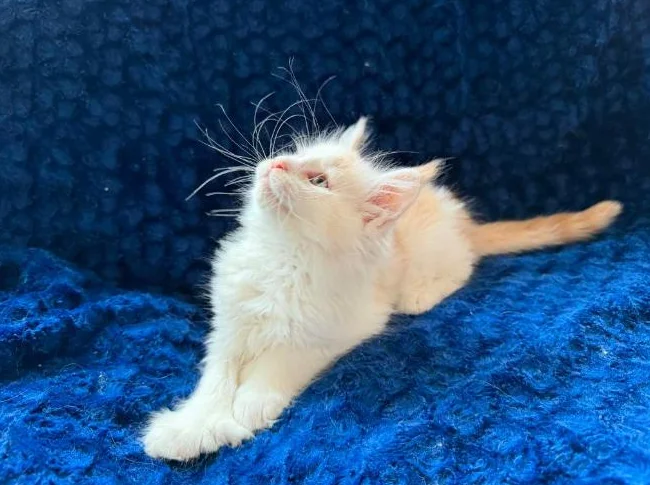 Maine coon Pure race thumbnail 4