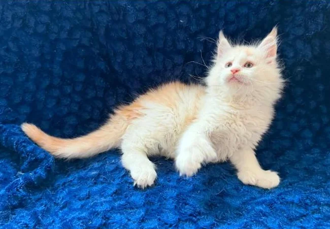 Maine coon Pure race thumbnail 2