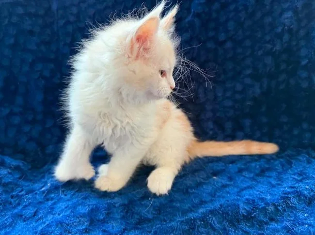 Maine coon Pure race