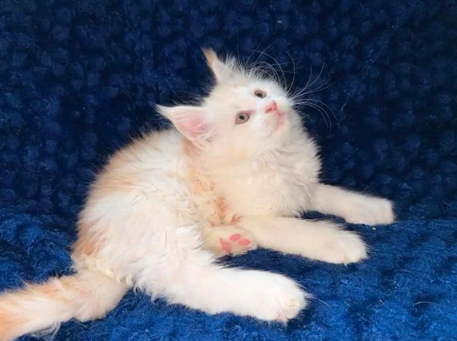 Maine coon Pure race thumbnail 3