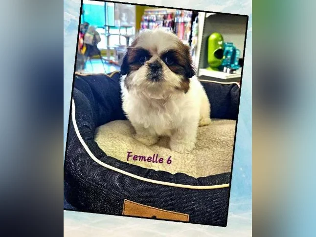 Des shihtzu thumbnail 6
