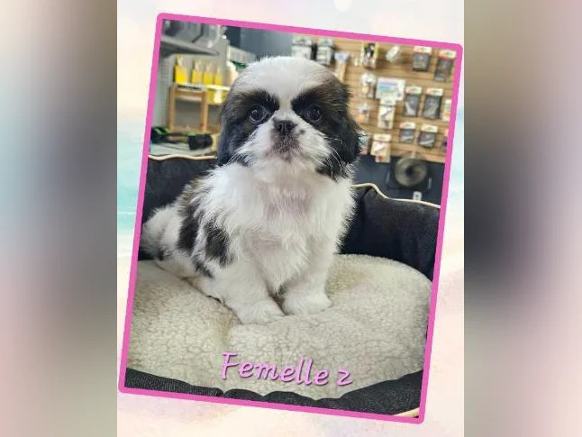 Des shihtzu thumbnail 2