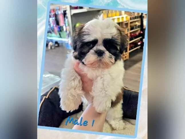 Des shihtzu