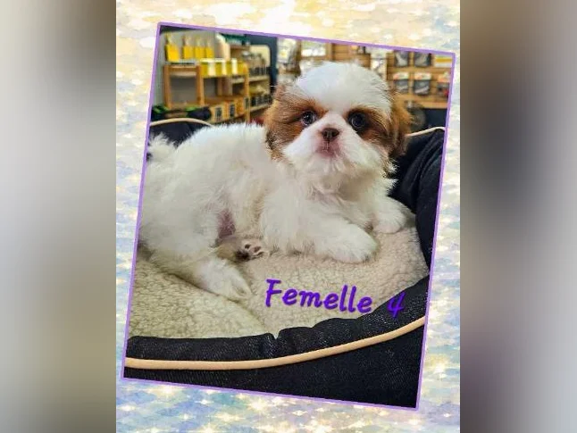 Des shihtzu thumbnail 4
