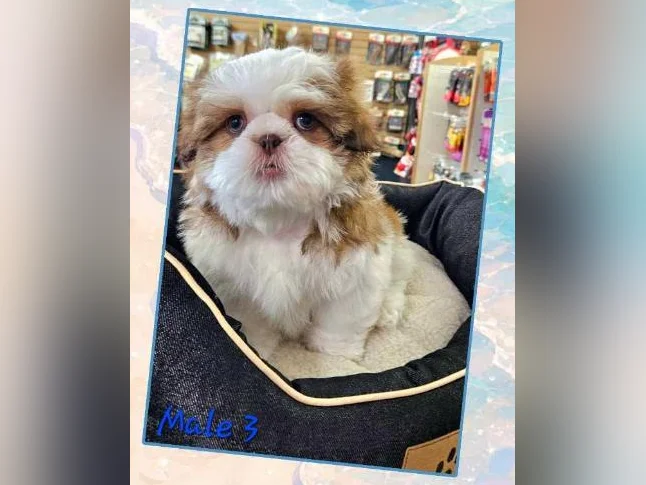 Des shihtzu thumbnail 3