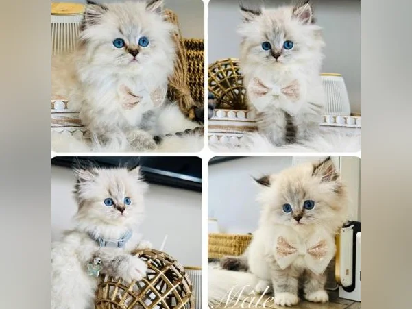 Chatons Ragdoll pure race-très bonne qualité- mâles et femelles thumbnail 8