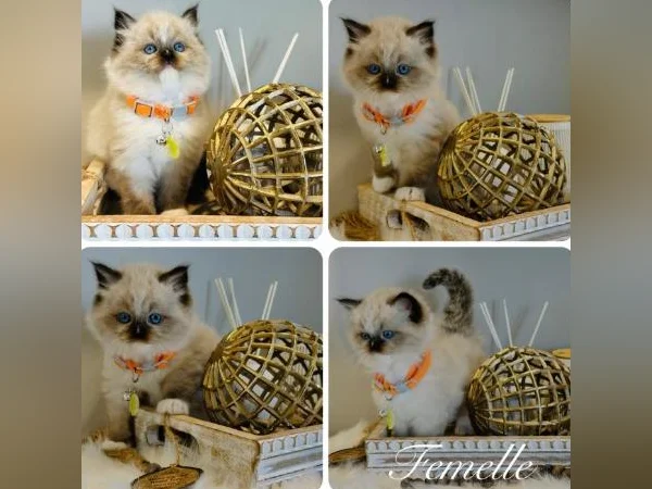 Chatons Ragdoll pure race-très bonne qualité- mâles et femelles thumbnail 10