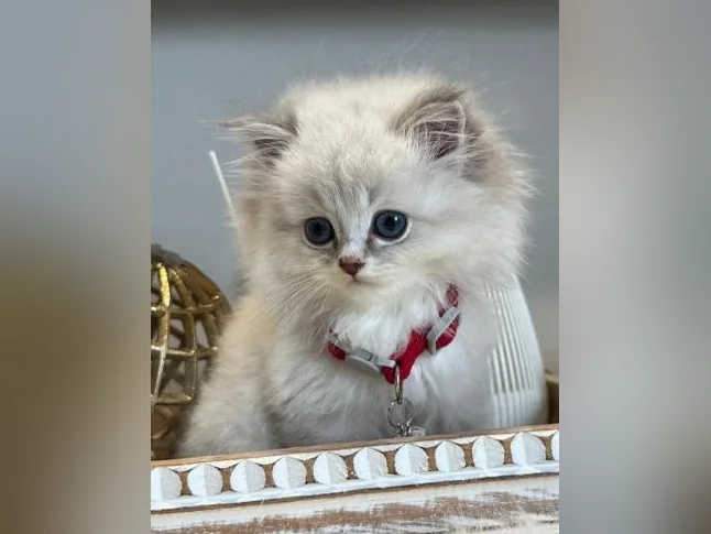Chatons Ragdoll pure race-très bonne qualité- mâles et femelles thumbnail 2
