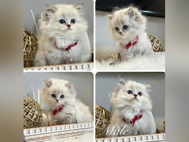 Chatons Ragdoll pure race-très bonne qualité- mâles et femelles thumbnail 3