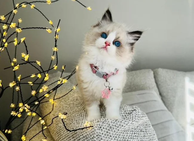 Chatons Ragdoll pure race-très bonne qualité- mâles et femelles thumbnail 6