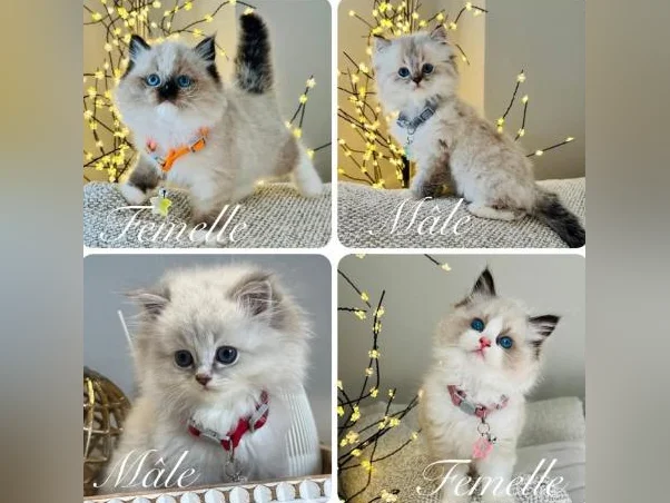 Chatons Ragdoll pure race-très bonne qualité- mâles et femelles