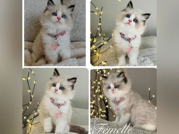 Chatons Ragdoll pure race-très bonne qualité- mâles et femelles thumbnail 5