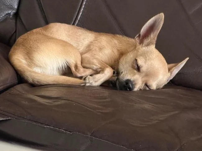 Chihuahua thumbnail 4