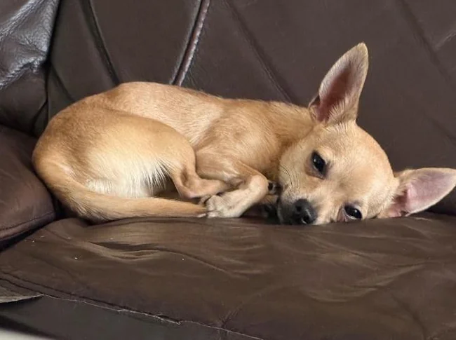 Chihuahua thumbnail 3