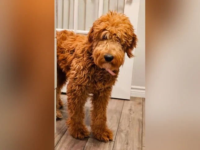 Goldendoodle femelle 3 ans, 2000 $ un peu négociable