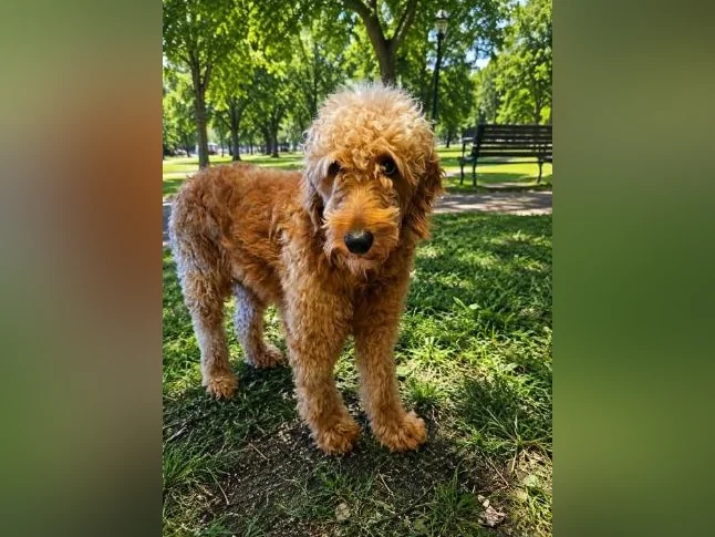 Goldendoodle femelle 3 ans, 2000 $ un peu négociable thumbnail 2