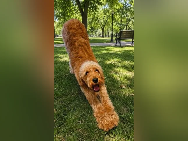 Goldendoodle femelle 3 ans, 2000 $ un peu négociable thumbnail 3