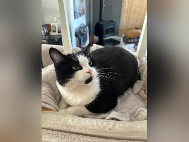 Chatte pour adoption
