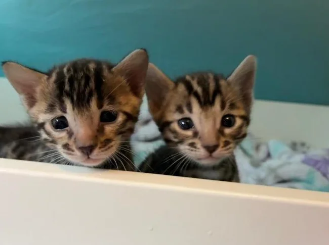 Chatons bengal - Bientôt prêt à être adopté
