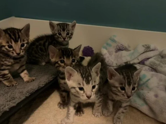 Chatons bengal - Bientôt prêt à être adopté thumbnail 2