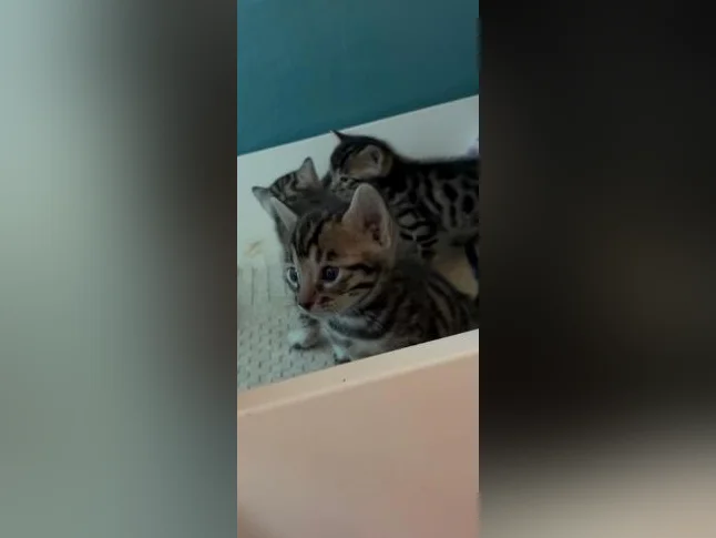 Chatons bengal - Bientôt prêt à être adopté thumbnail 4