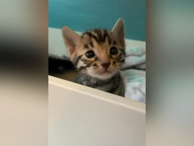 Chatons bengal - Bientôt prêt à être adopté thumbnail 6