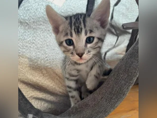 Chatons bengal - Bientôt prêt à être adopté thumbnail 5