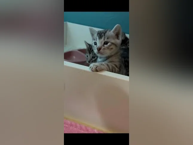 Chatons bengal - Bientôt prêt à être adopté thumbnail 3