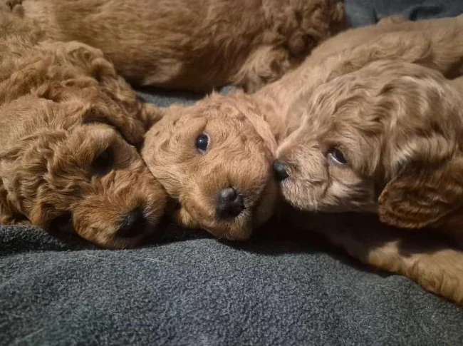 Magnifiques chiots Goldendoodle F1BB Miniatures (12-18 lbs) – Signés Passion Goldendoodle Marie Blue thumbnail 5