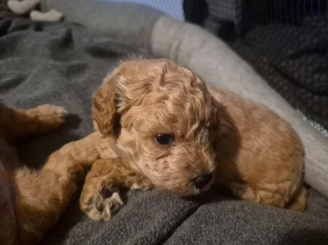 Magnifiques chiots Goldendoodle F1BB Miniatures (12-18 lbs) – Signés Passion Goldendoodle Marie Blue thumbnail 2