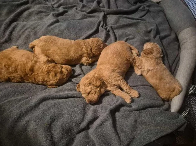 Magnifiques chiots Goldendoodle F1BB Miniatures (12-18 lbs) – Signés Passion Goldendoodle Marie Blue thumbnail 6