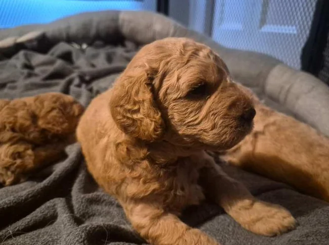 Magnifiques chiots Goldendoodle F1BB Miniatures (12-18 lbs) – Signés Passion Goldendoodle Marie Blue thumbnail 4