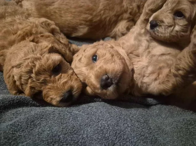 Magnifiques chiots Goldendoodle F1BB Miniatures (12-18 lbs) – Signés Passion Goldendoodle Marie Blue thumbnail 3