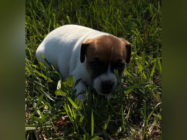 Jack Russel chiots
