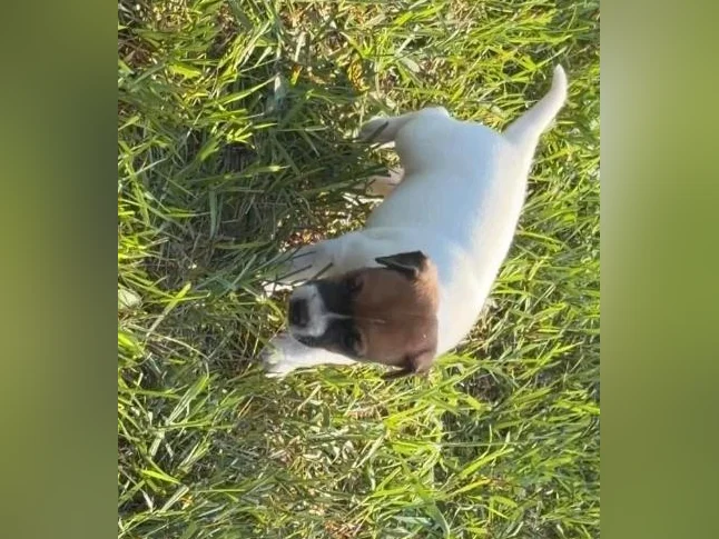 Jack Russel chiots thumbnail 3
