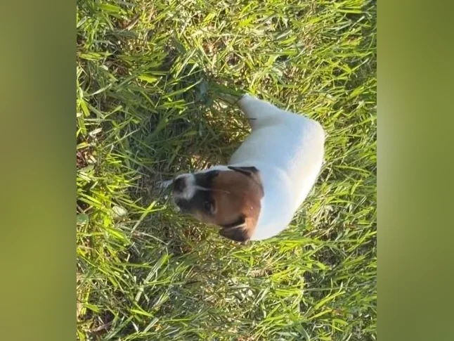 Jack Russel chiots thumbnail 5