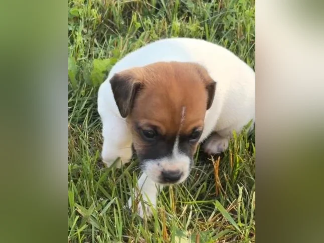 Jack Russel chiots thumbnail 4