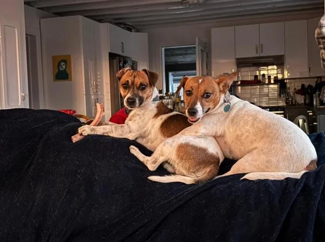 Jack Russel chiots thumbnail 2