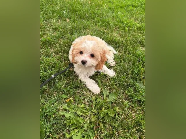 Chiot 3 mois à vendre Cavipoo