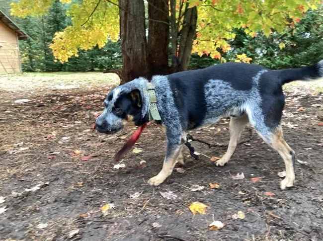 Chien bouvier australien à donner 819-616-9178 thumbnail 6