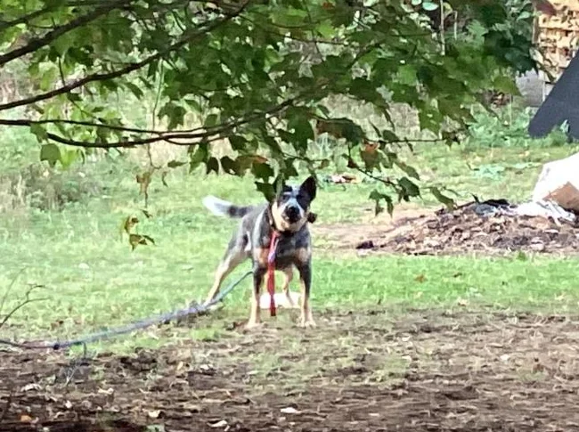 Chien bouvier australien à donner 819-616-9178