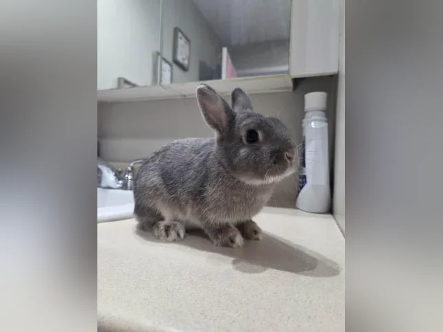 Lapine