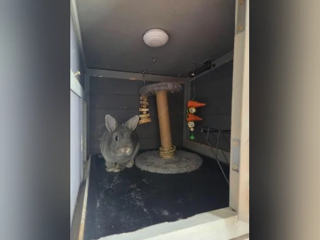 Lapine thumbnail 8